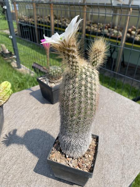 Echinocereus grandis